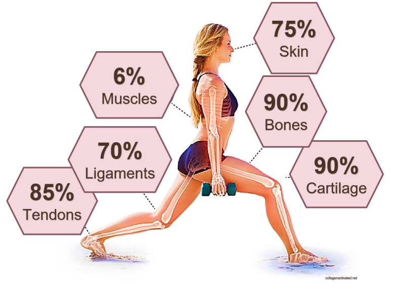 collagen percentages